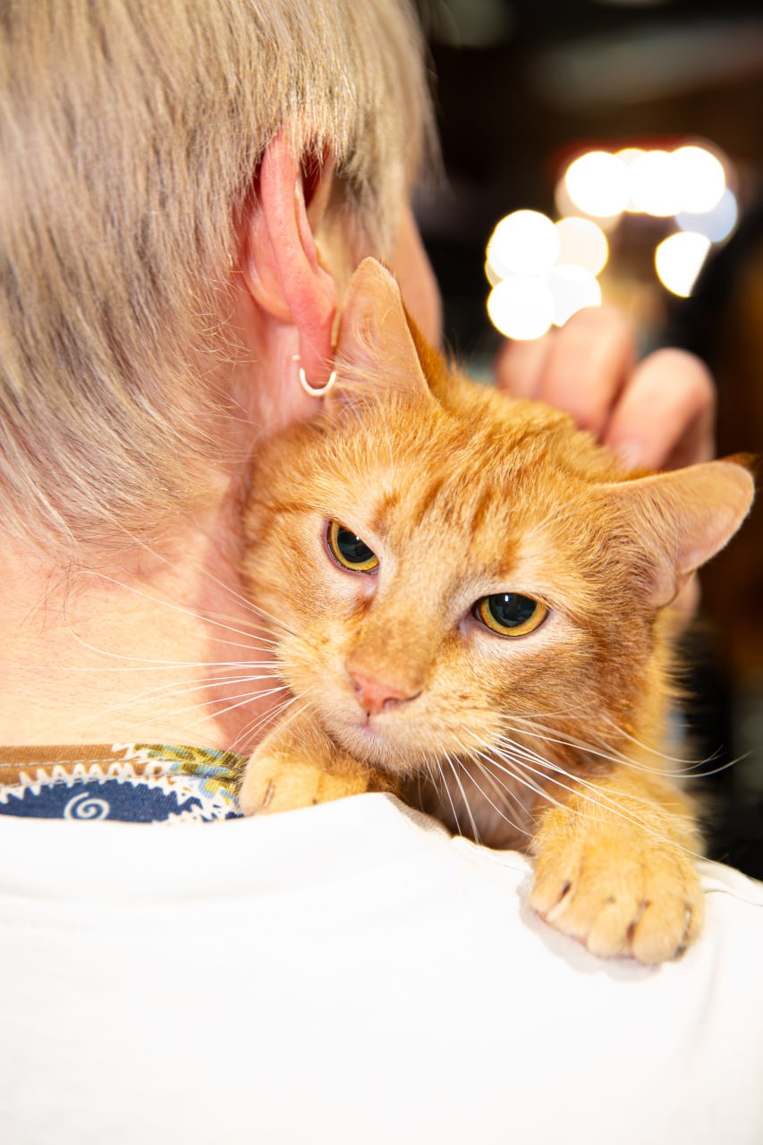 «Любовь и котики»