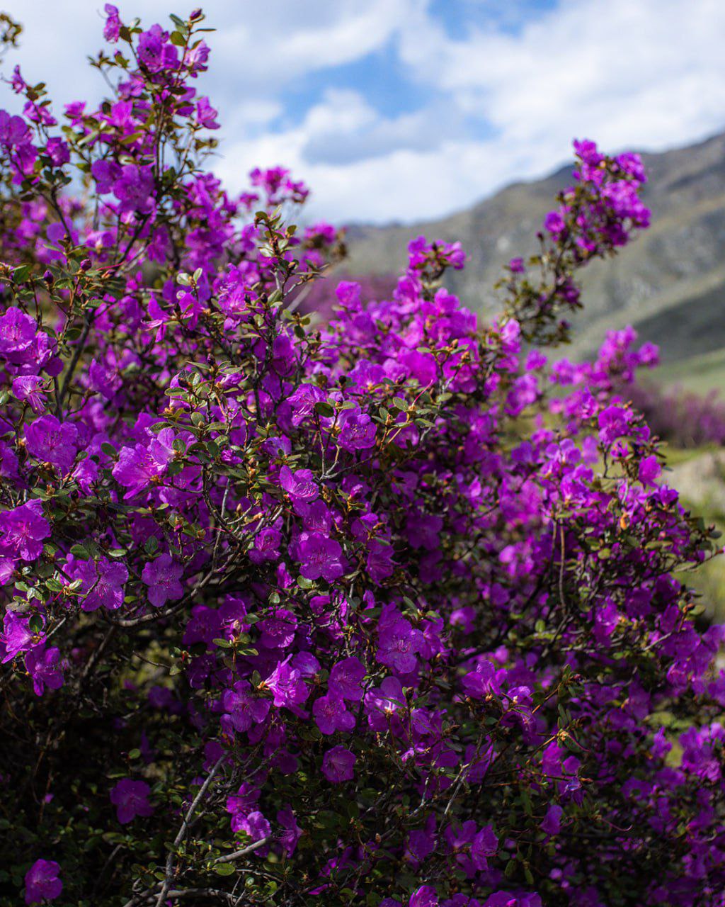 Туры на маральник