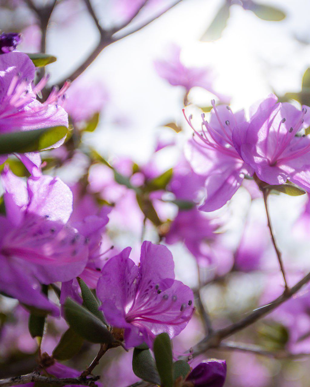 Туры на маральник