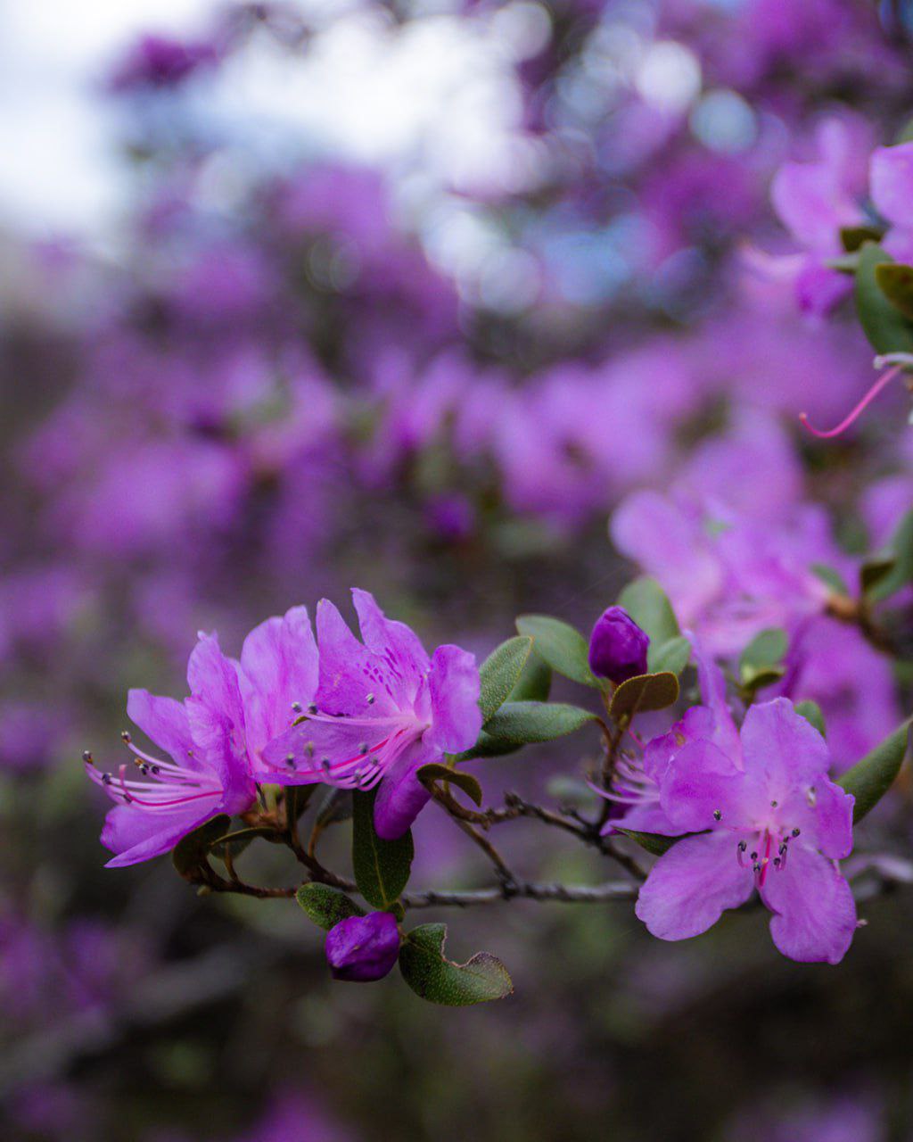Туры на маральник