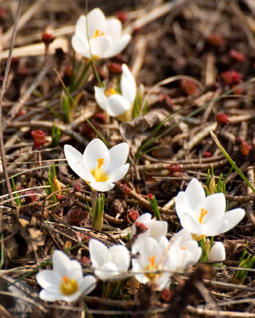 Пик цветения подснежников