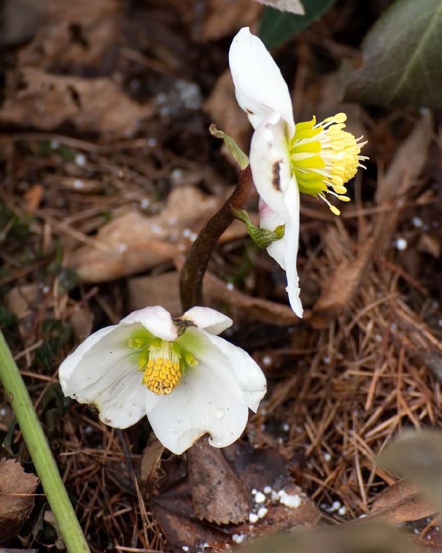 Пик цветения подснежников