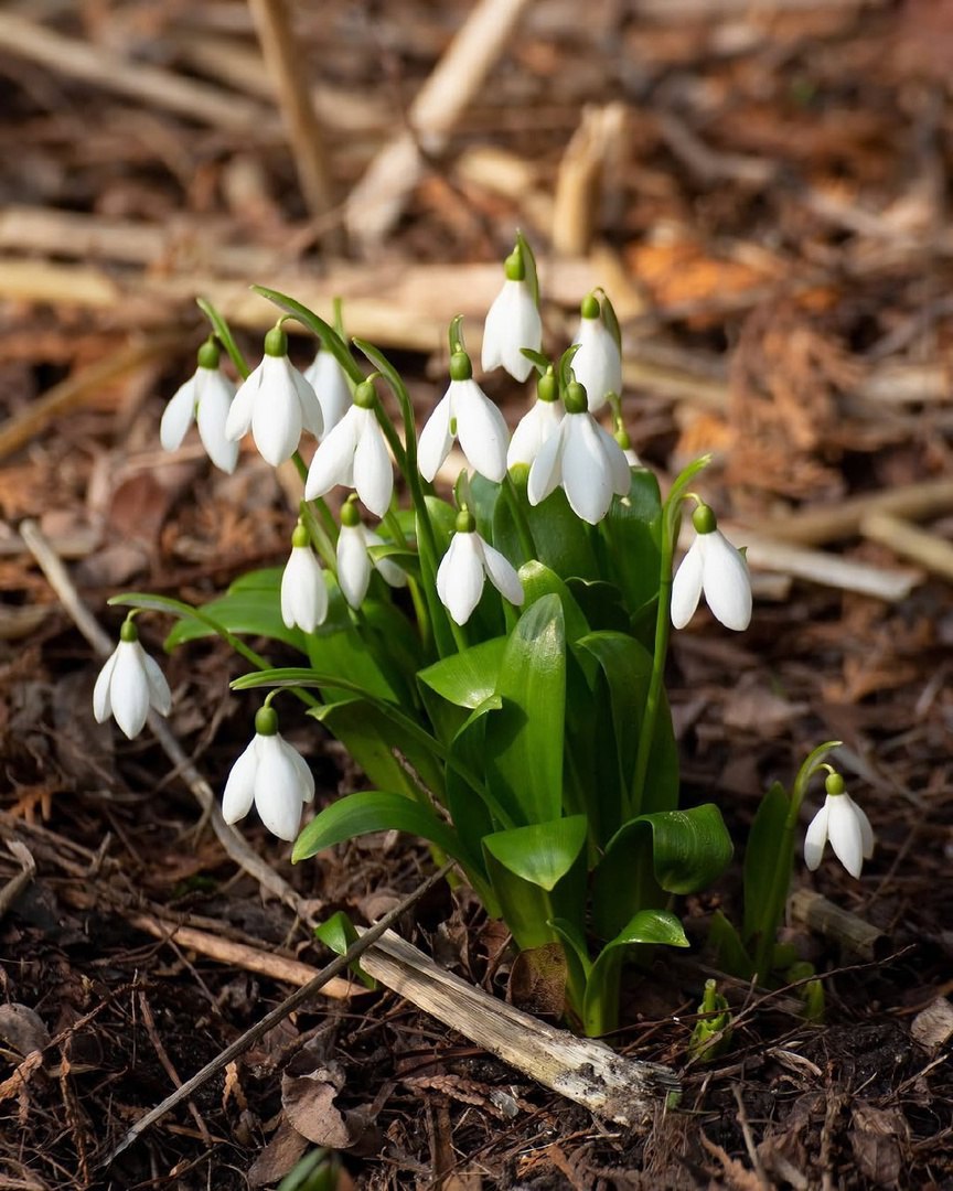 Пик цветения подснежников