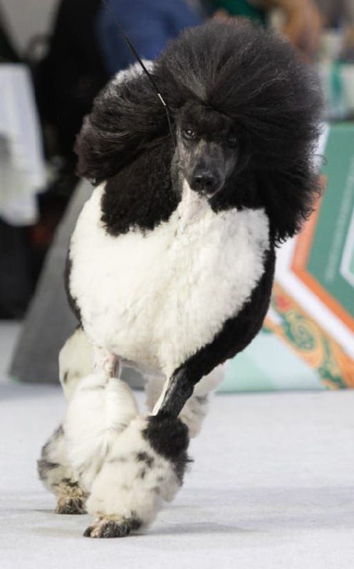 О (не)послушании для родителей