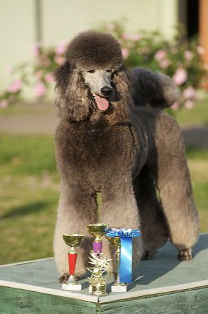 О (не)послушании для родителей