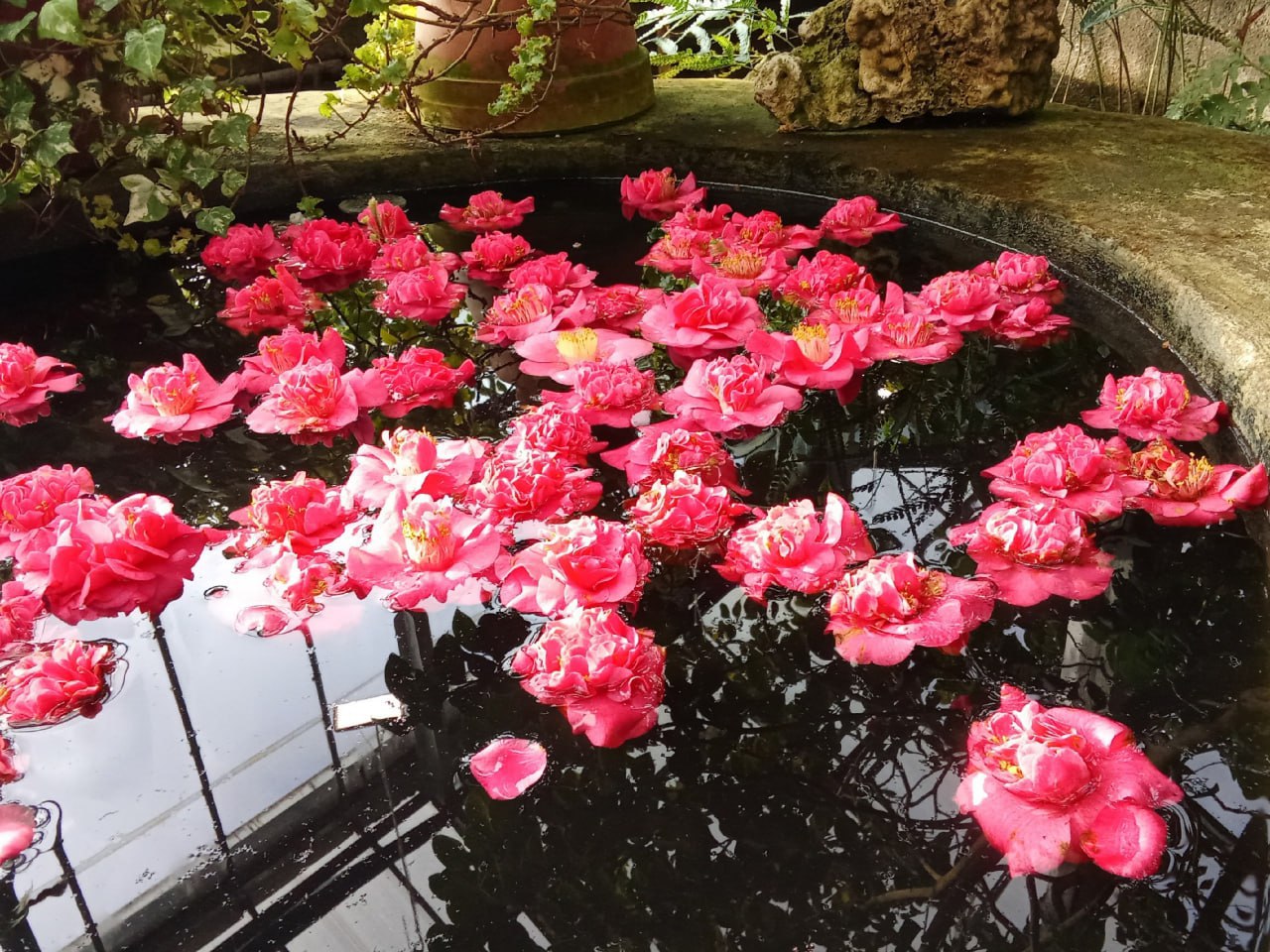 Каникулы в Ботаническом саду Петра Великого