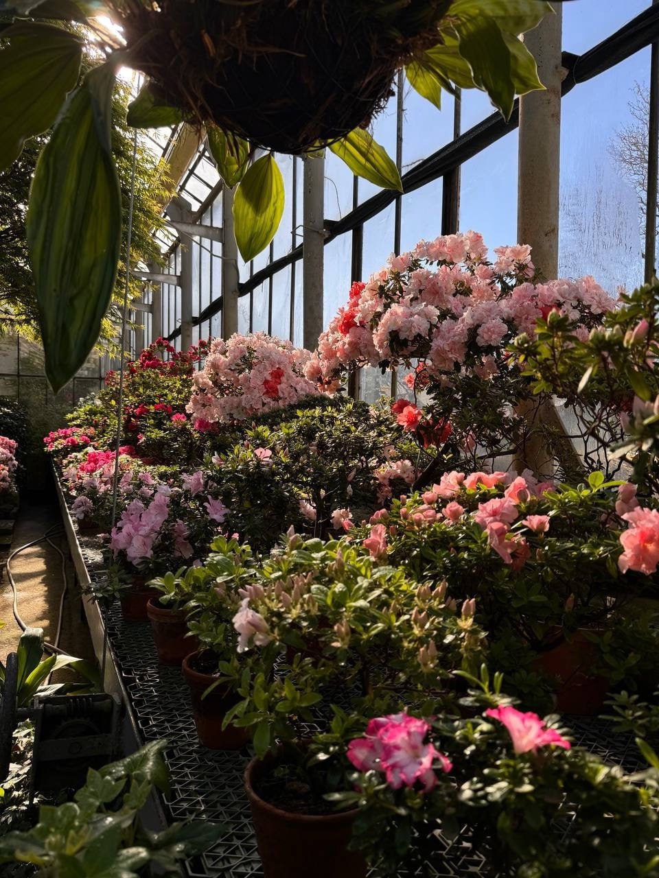 Каникулы в Ботаническом саду Петра Великого