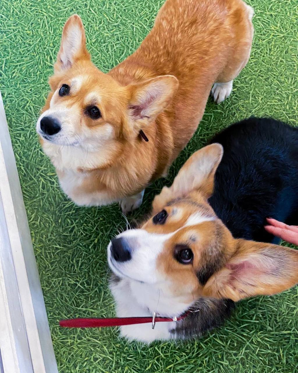 Фестиваль собачек корги