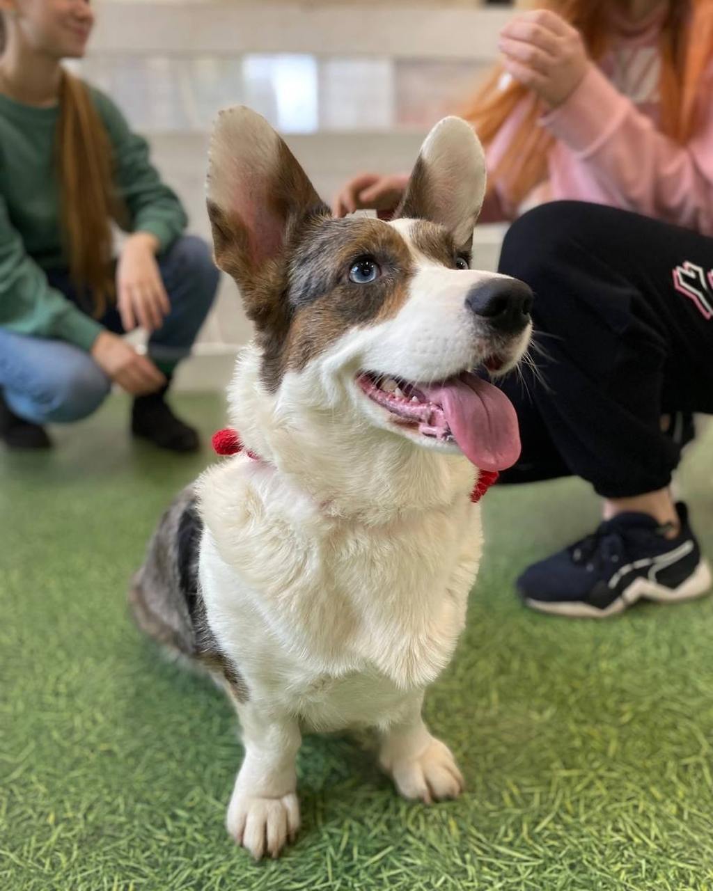 Фестиваль собачек корги