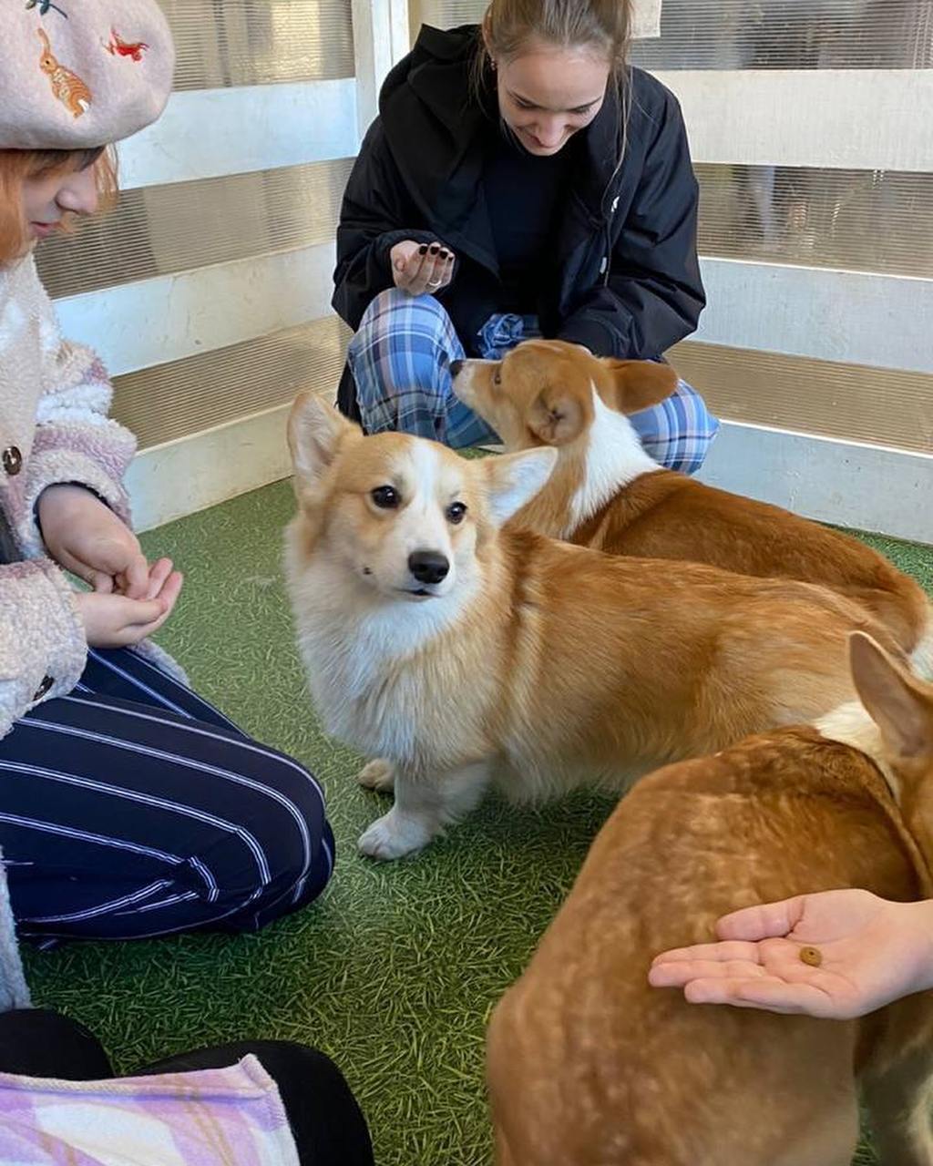 Фестиваль собачек корги