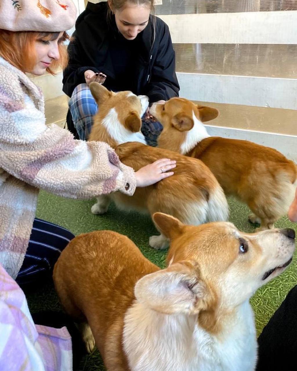 Фестиваль собачек корги