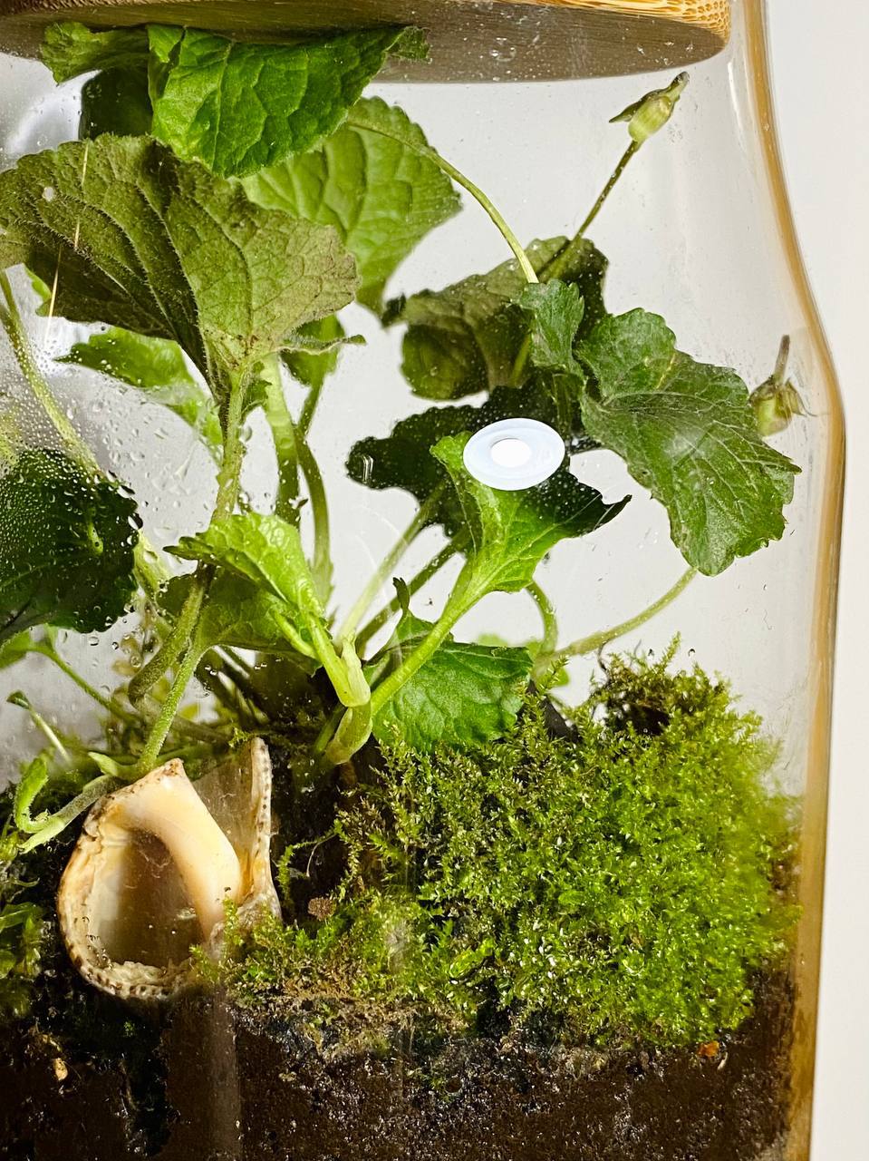 Замкнутые экосистемы