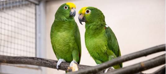 Где зимует попугай?