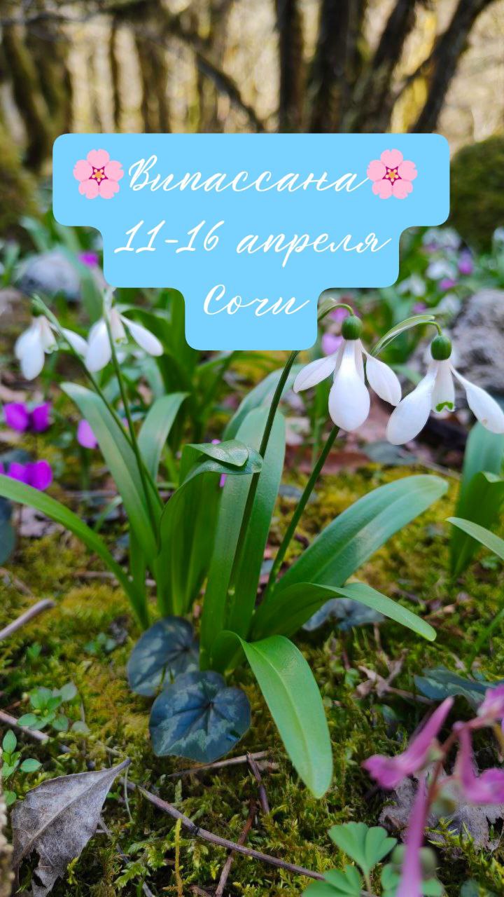 ВИПАССАНА в цветущих горах Хосты