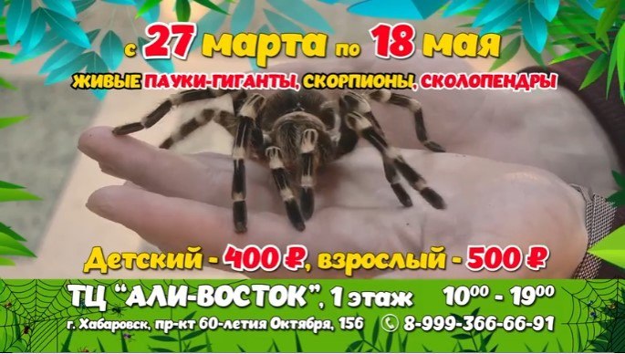 Выставка Живые пауки-гиганты