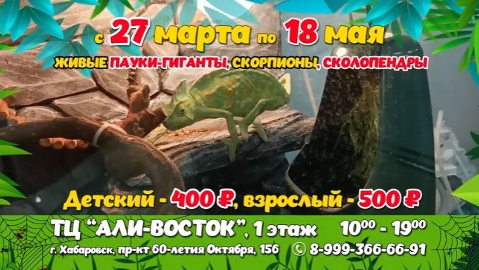 Выставка Живые пауки-гиганты