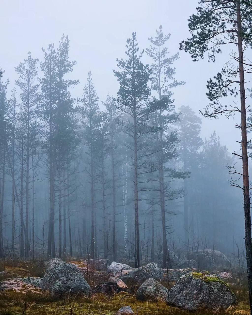 Прогулка в парк Монрепо