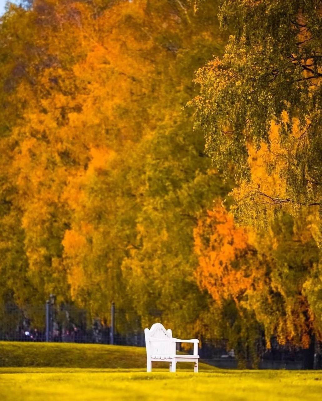 Идём любоваться красотой Музея-усадьбы Кусково