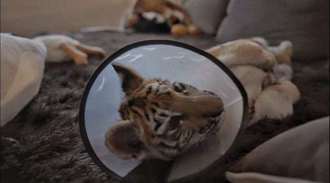 Фантастика реальной жизни — ФАНК