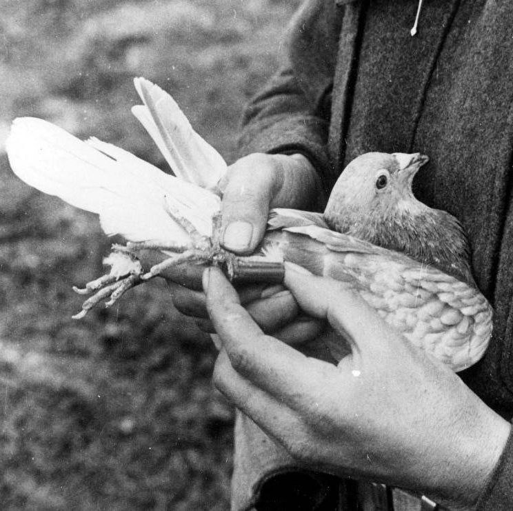 Влюбленные в небо: крылатые почтальоны