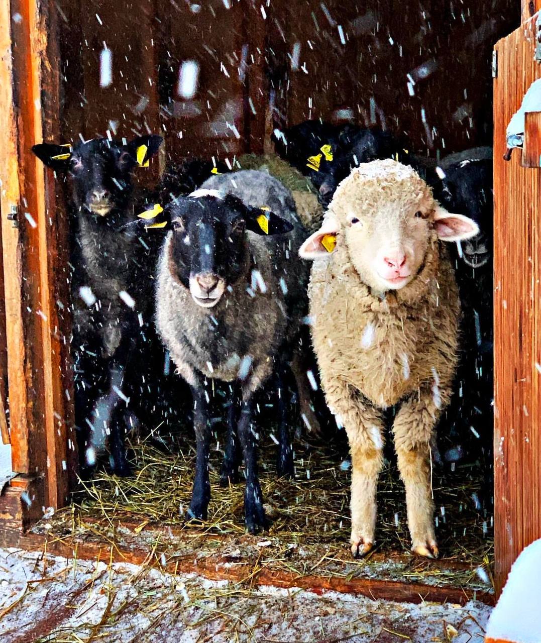 На «Городской ферме» появился новый житель