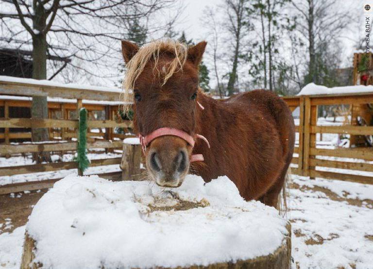 На «Городской ферме» появился новый житель