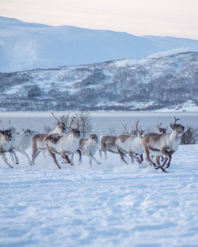 День оленевода: экскурсия «Затундра»