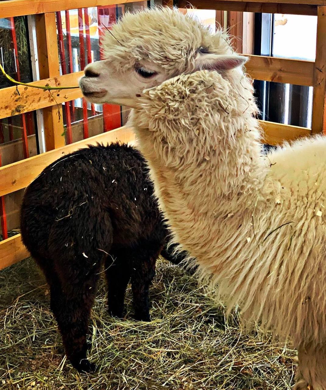 На «Городской ферме» появился новый житель
