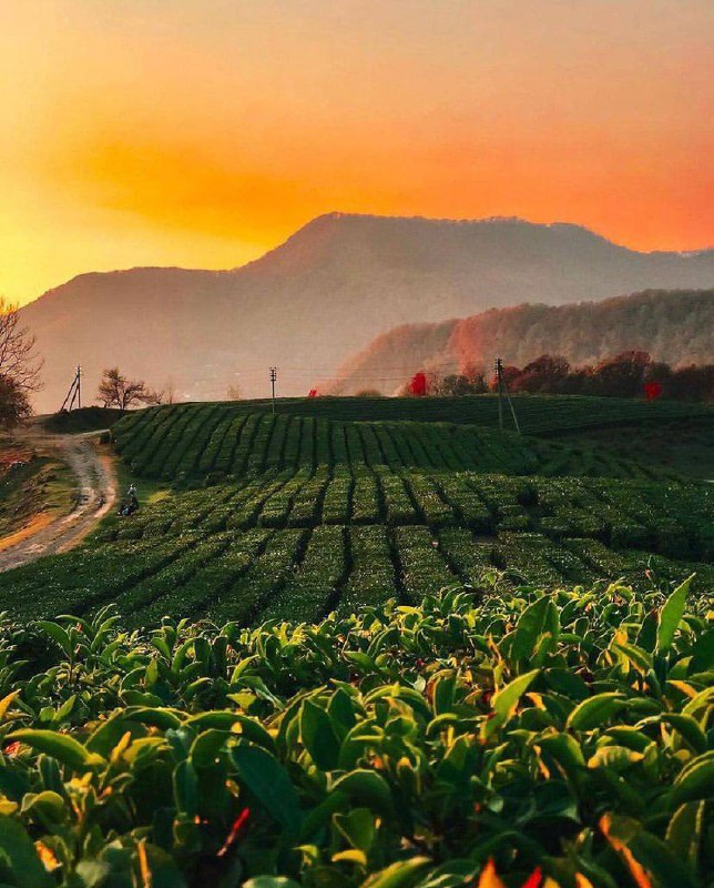 Посещение Мацестинских чайных плантаций