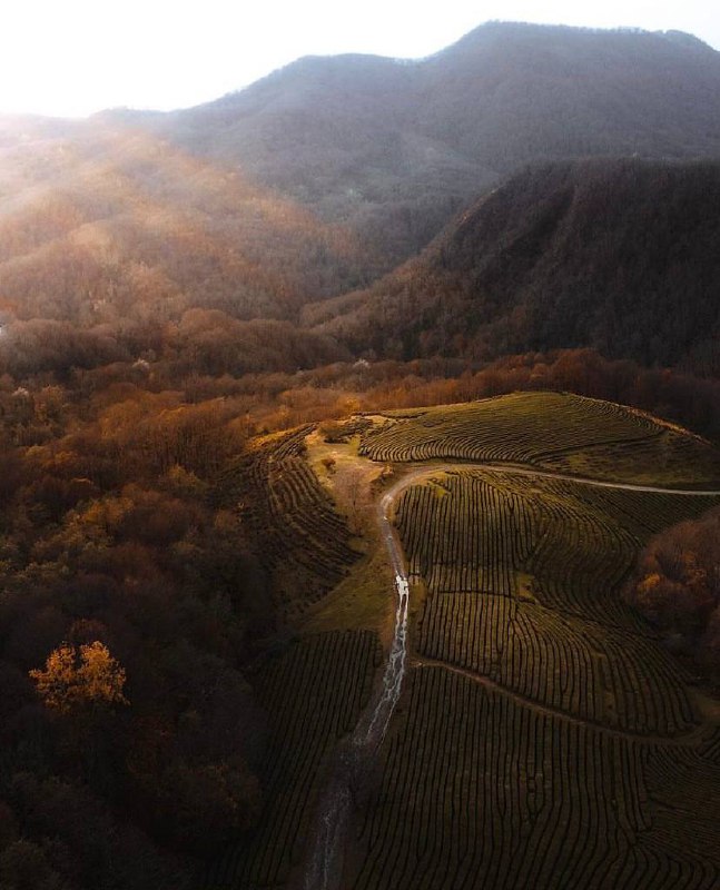 Посещение Мацестинских чайных плантаций