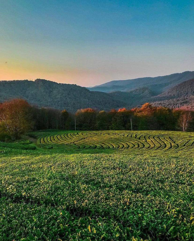 Посещение Мацестинских чайных плантаций