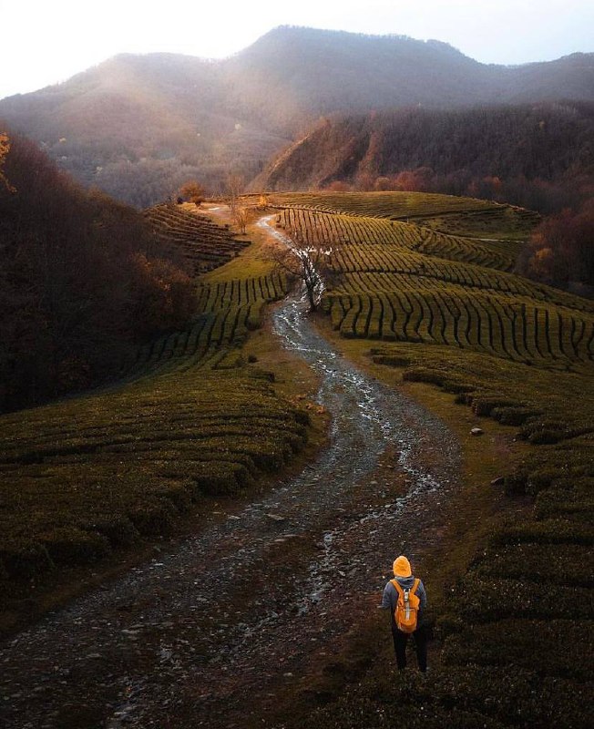 Посещение Мацестинских чайных плантаций