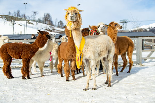 Экскурсия в парк альпак Пача Мама