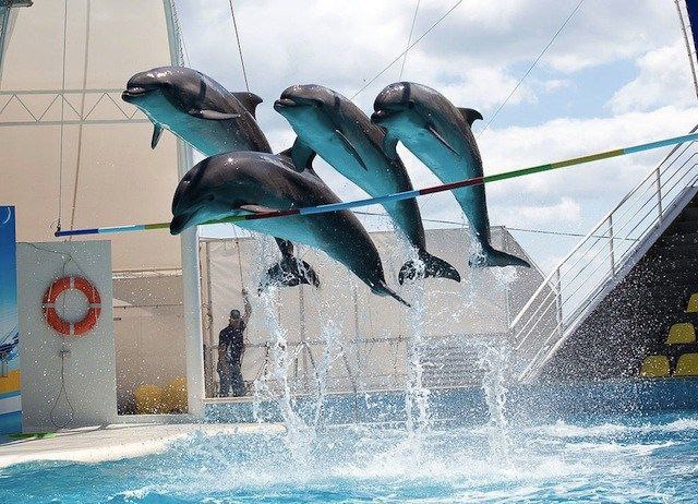 Бесплатный дельфинарий