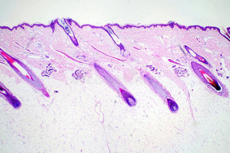 Биологический кружок «МИКРОСКОП и Я». Занятие «Эх, хвост, чешуя»