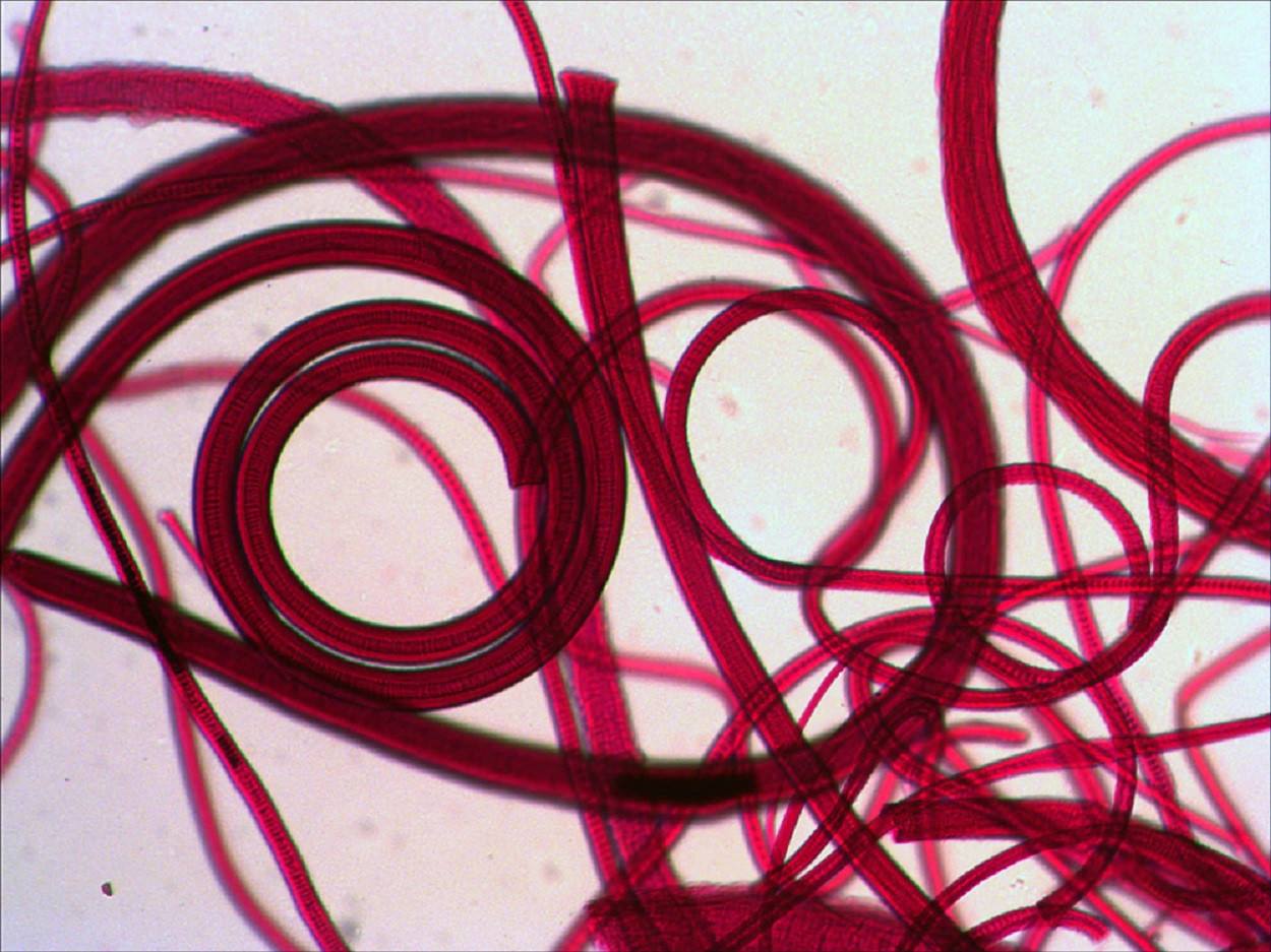 Биологический кружок «МИКРОСКОП и Я». Занятие «Эх, хвост, чешуя»