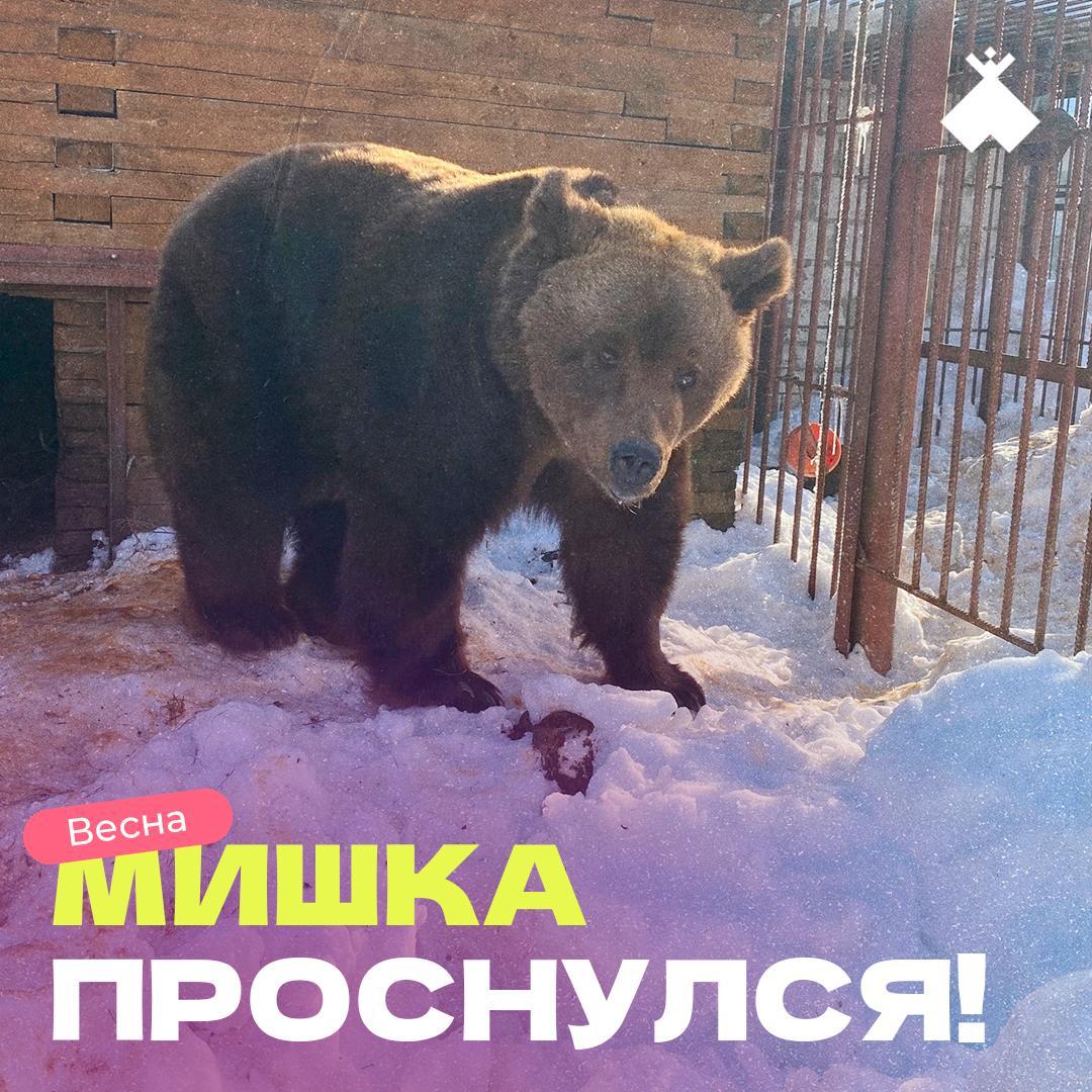 Мишкины потягушки