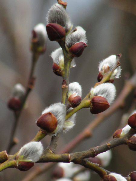 Культурная афиша недели