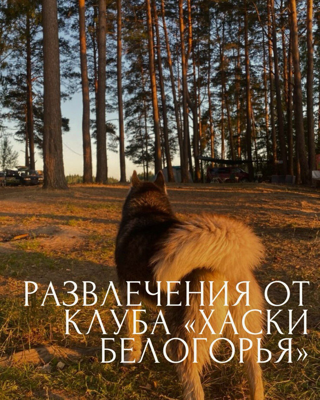 Гуляем по лесу с хвостатым гидом!