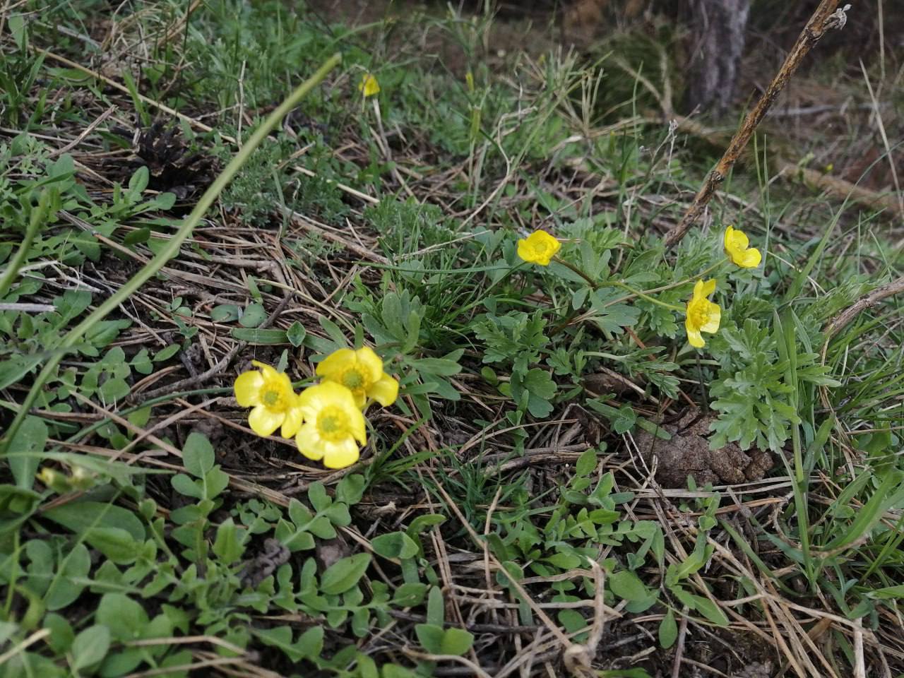 За первоцветами в Тинь-Зинь