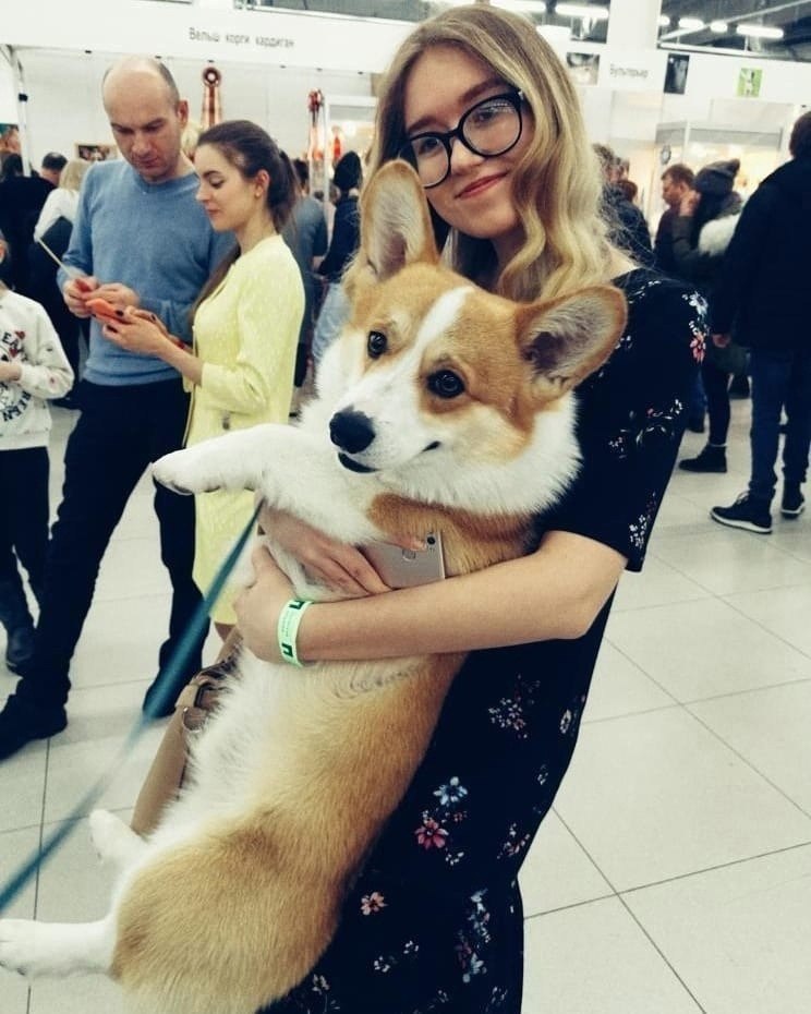 Выставка собак