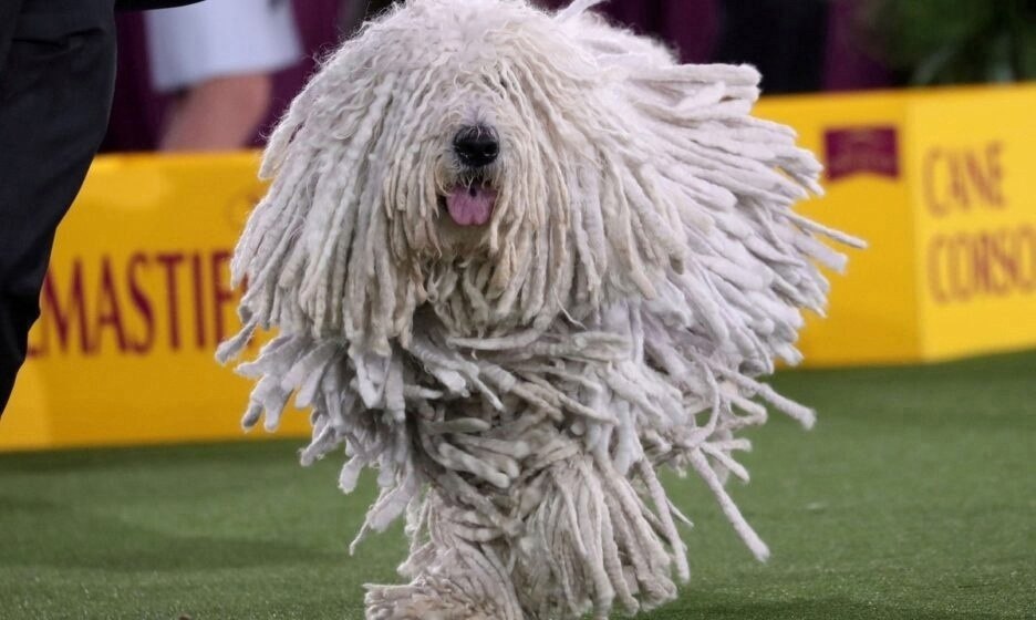 Выставка собак