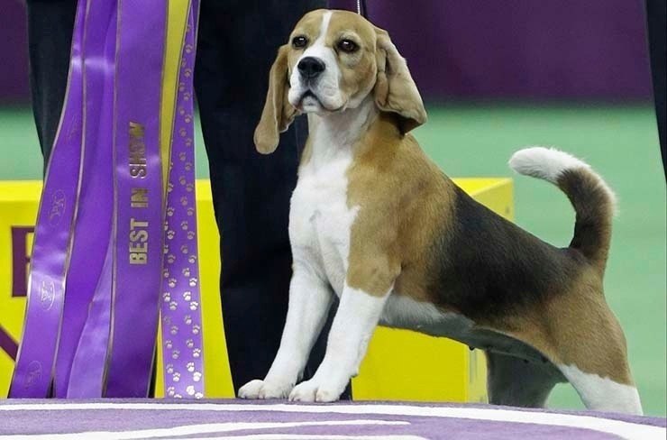 Выставка собак