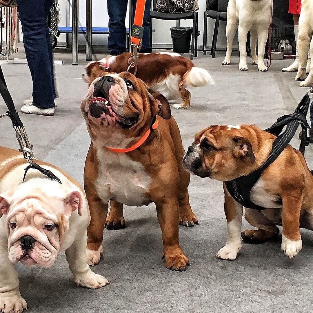 Выставка собак