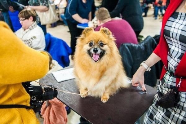 Выставка собак