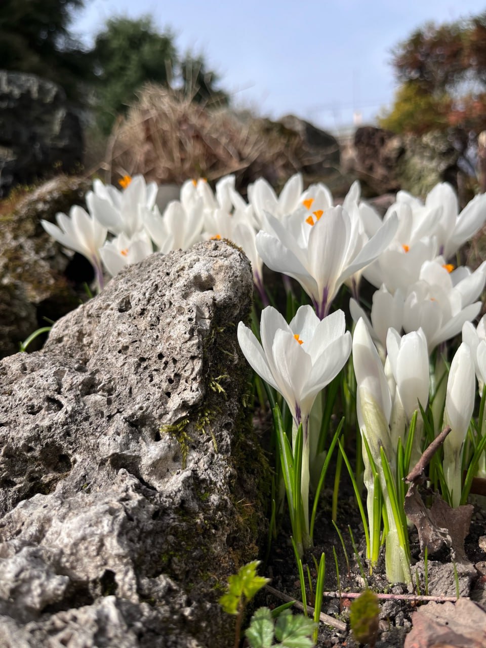 День подснежника