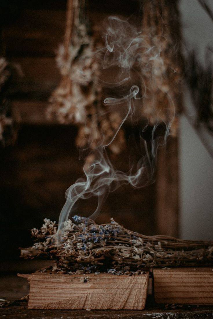 Знакомство с миром трав