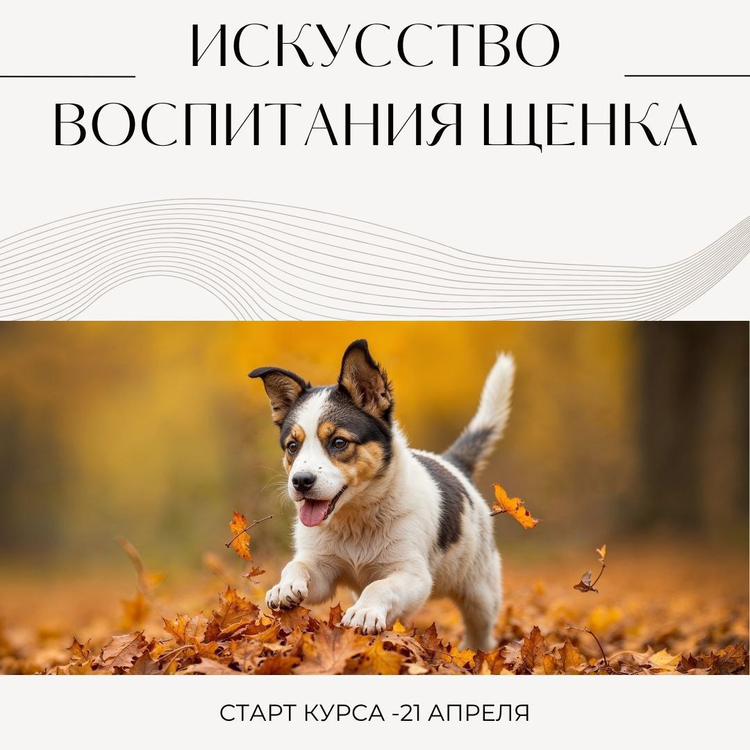 Искусство воспитания щенка