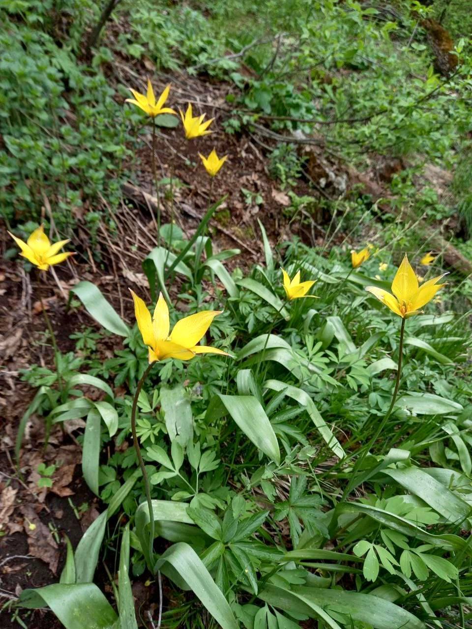 Любуемся дикими тюльпанами