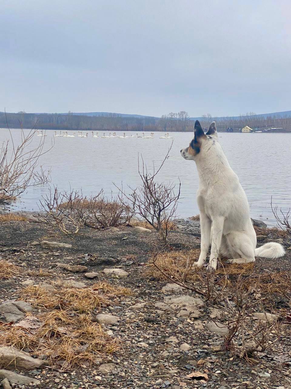 Любуемся дикими тюльпанами